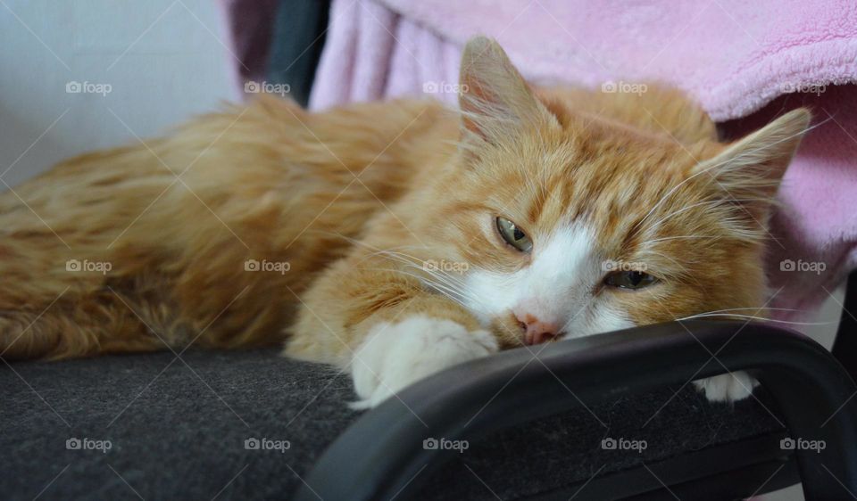 rescued cat, sad portrait