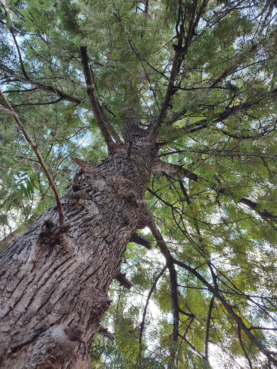 Looking up in a big old tree