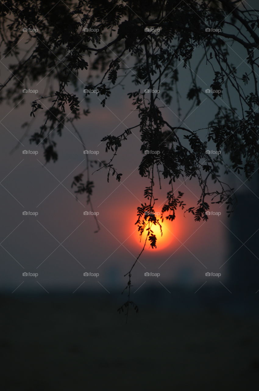 a golden fruit of an unknown tree