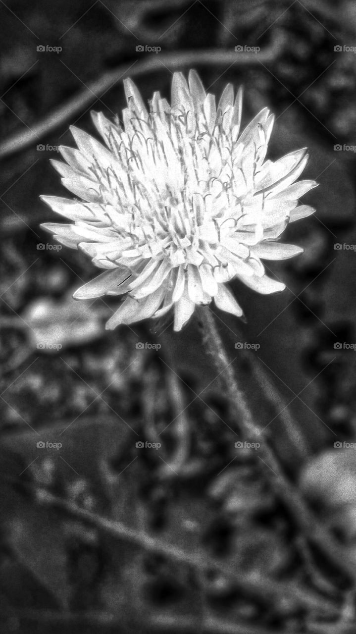 flower turn black & white