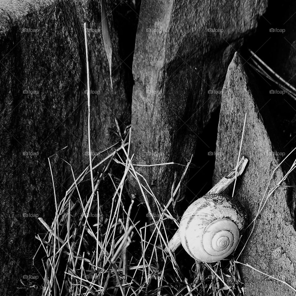 Abstract Shell and Stone