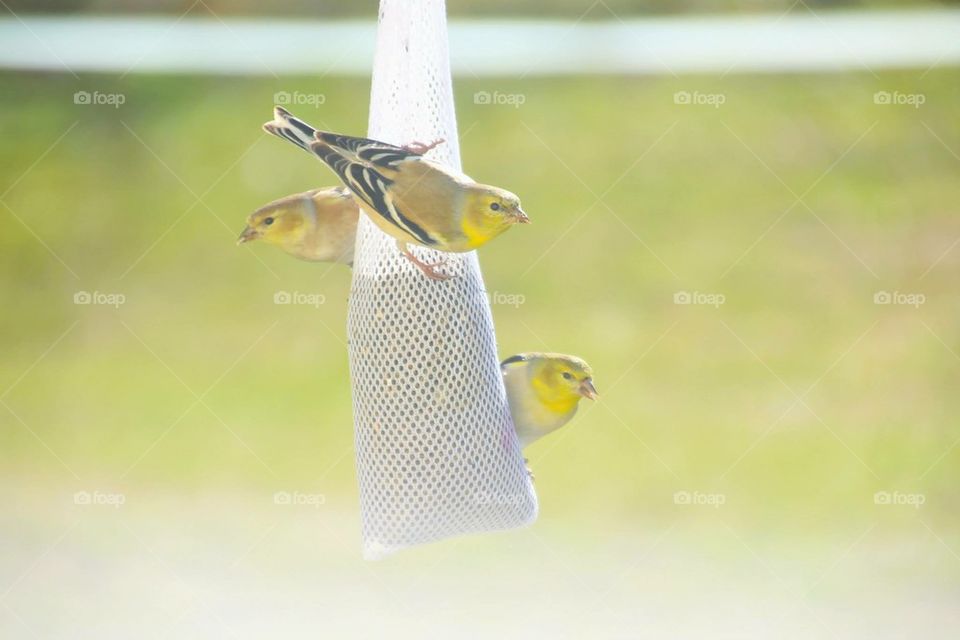 gold finch birds