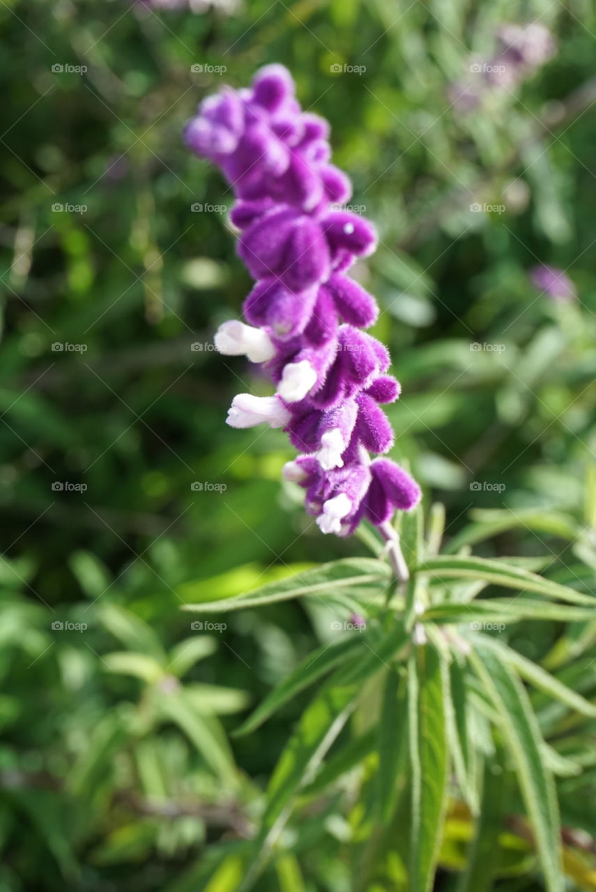 Salvia Lueucantha Cav.
Spring 
California Flowers