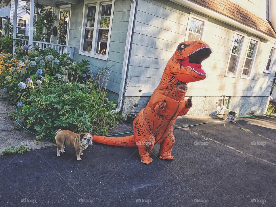 Just a dog and her T-Rex...