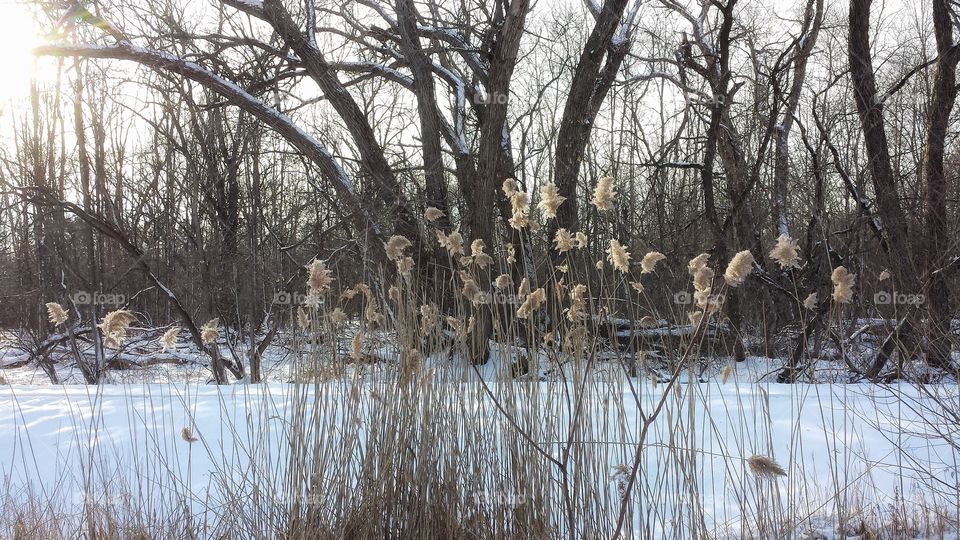 Wintery View