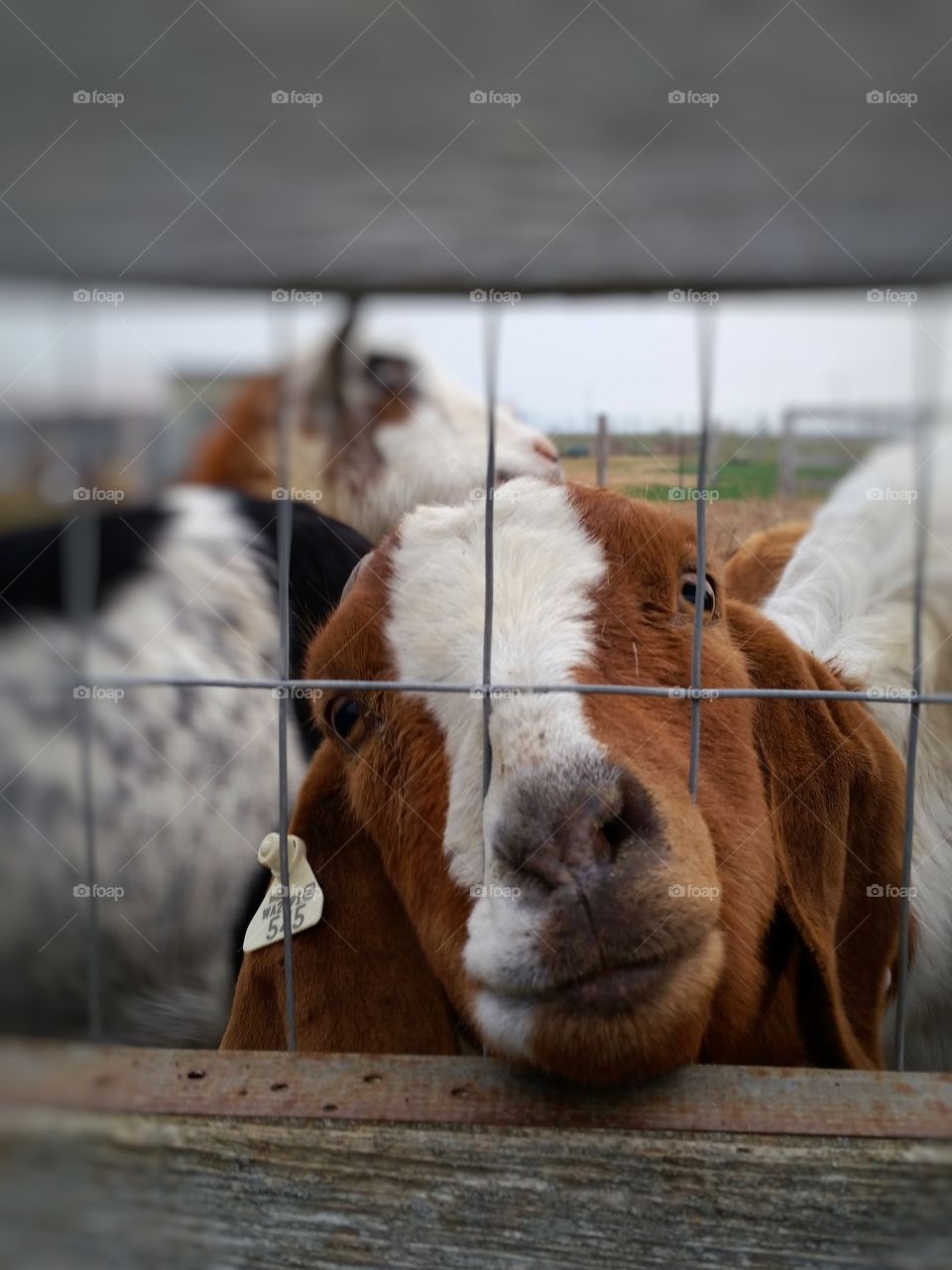 Goat Looking Through Fence