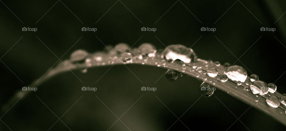 Drops