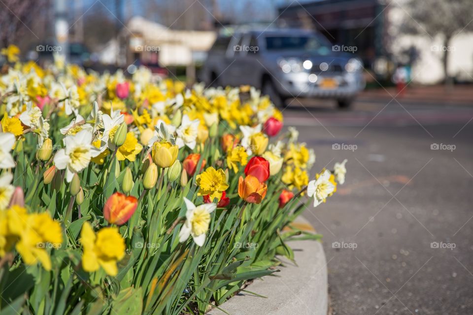 Spring flowers