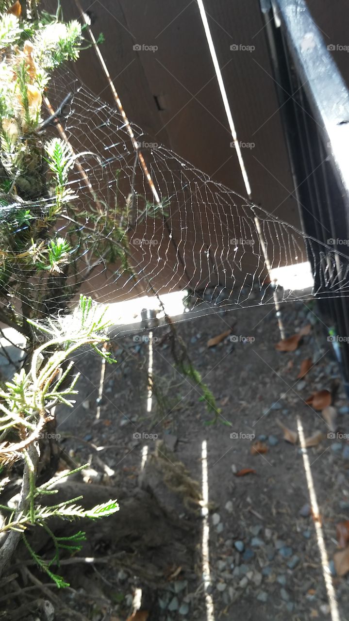 spider web