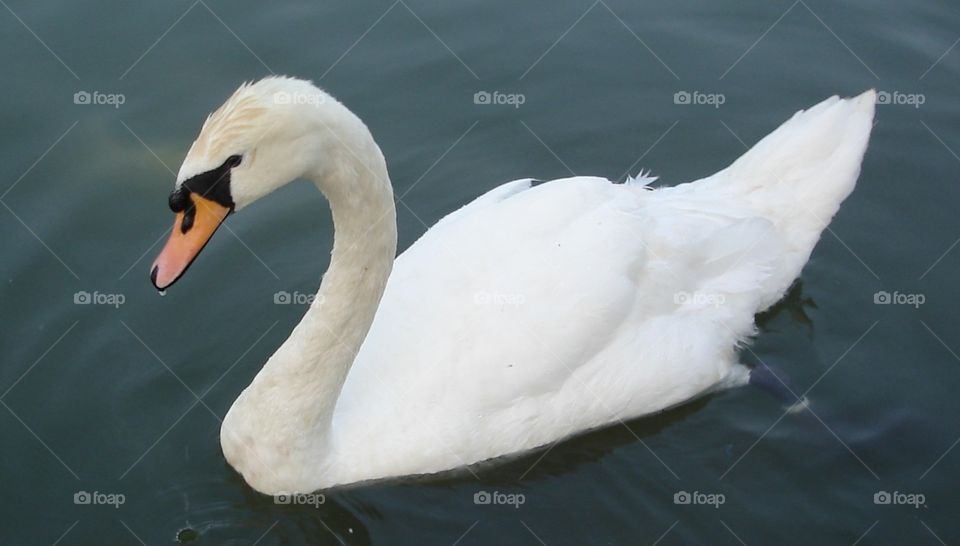 A Whie Swan