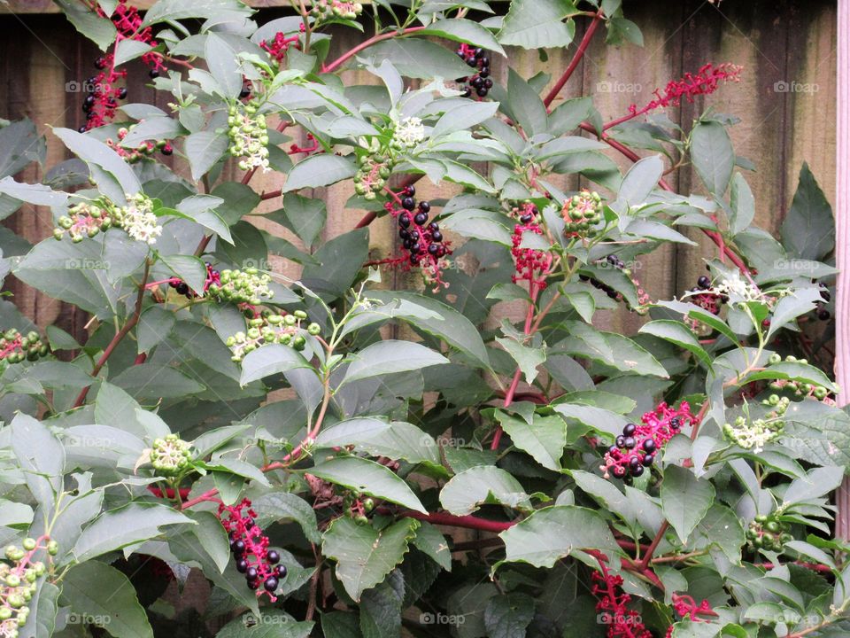 shrub loaded with berries