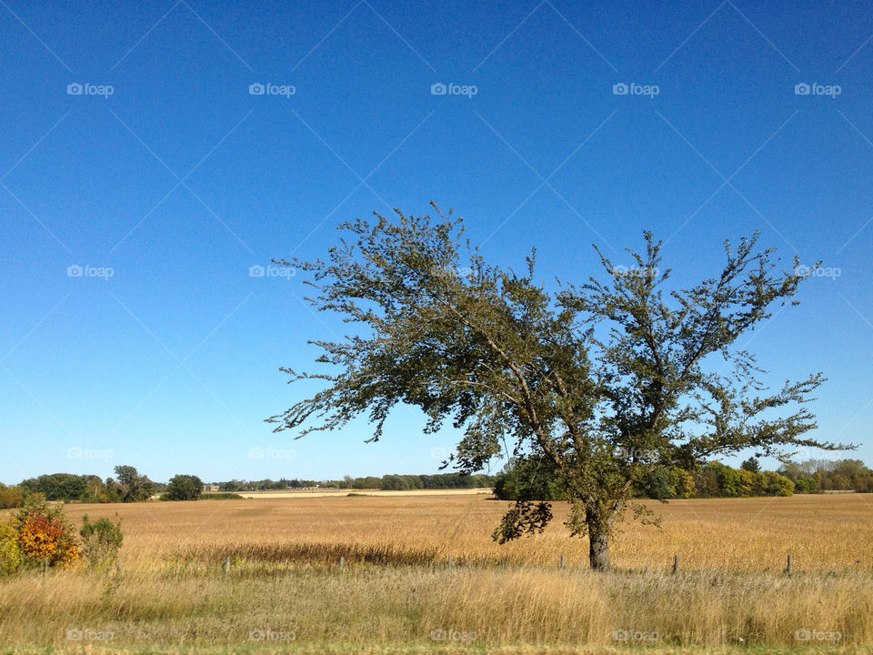 sky field blue tree by lamorm1