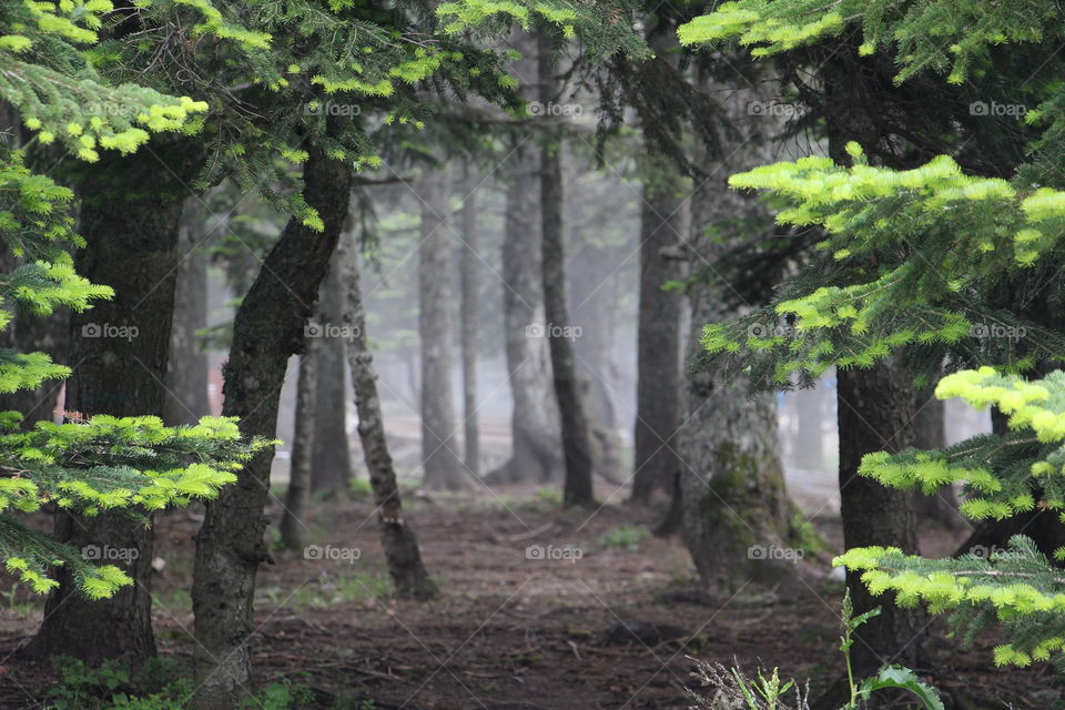 Magical foggy forest