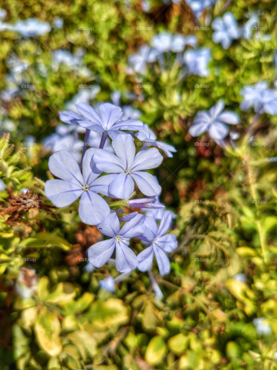 Blue beautiful flowers