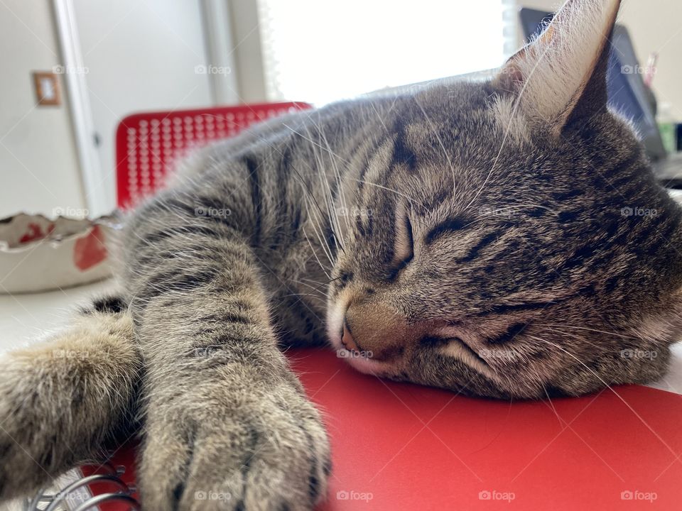 Dark tabby sleeping on a red notebook. 