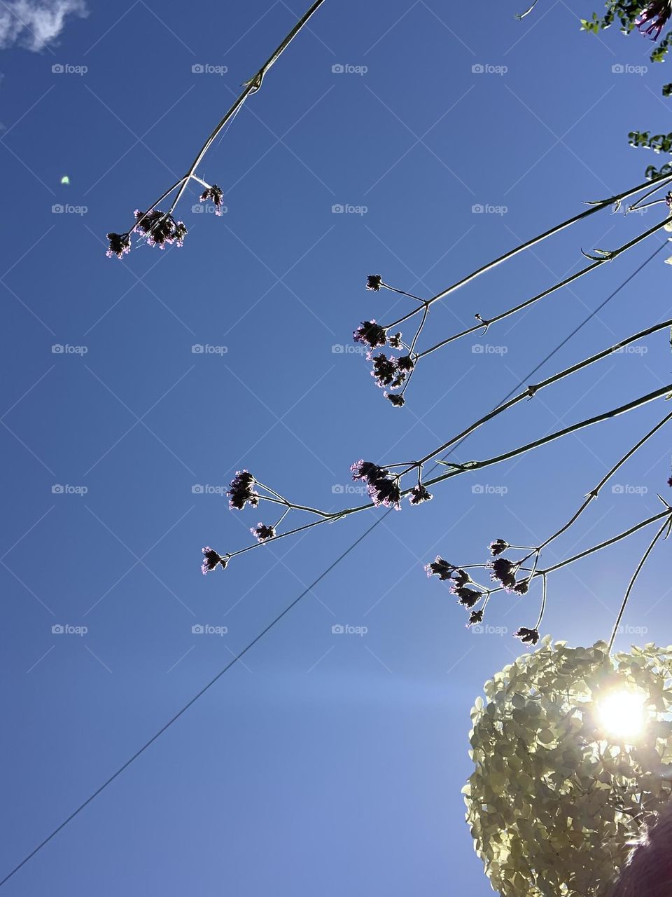 Hydrangea shade on a perfect day