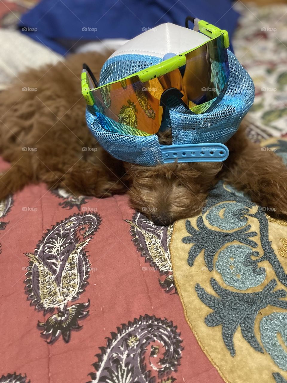 Super cool miniature golden doodle sporting a pair of sport sunglasses and a blue baseball hat.  