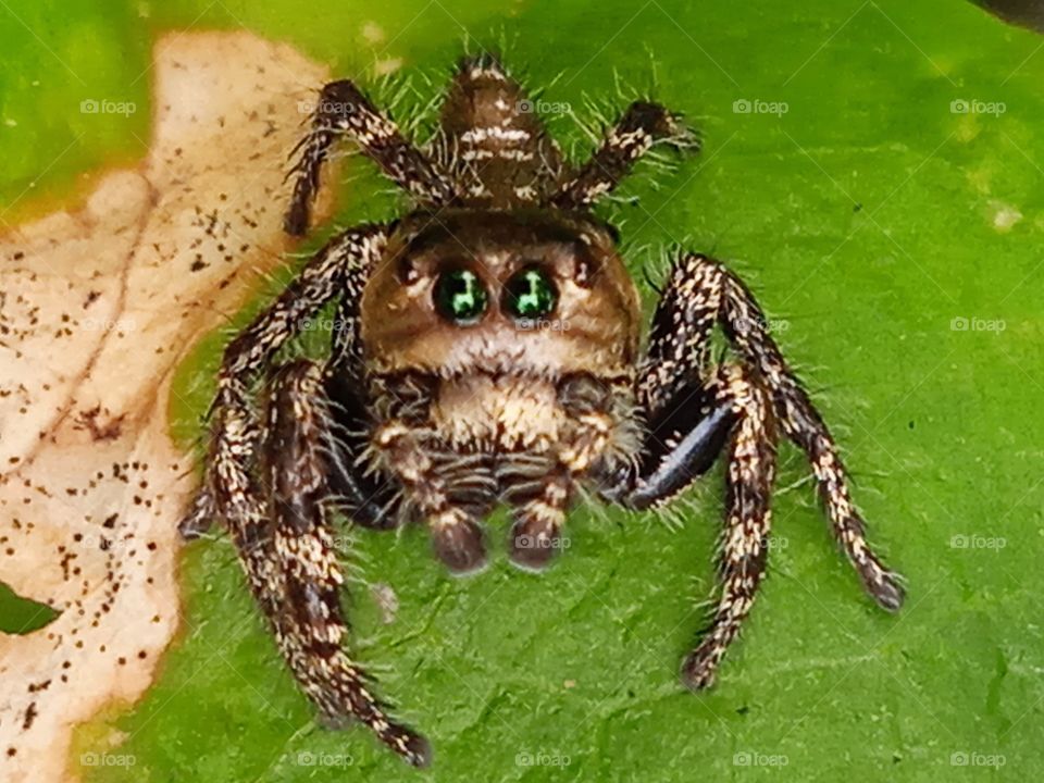 A spider moving on the leaf.