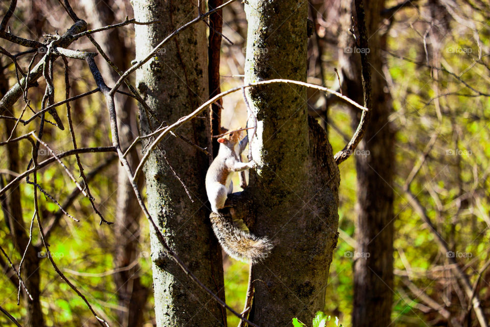 squirrel in a tree