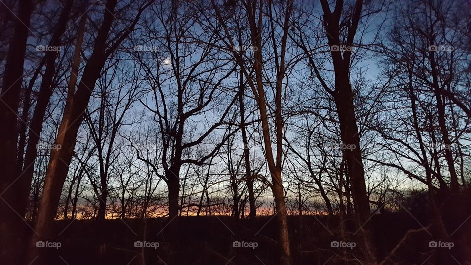 sunset, moon, trees, silhouette