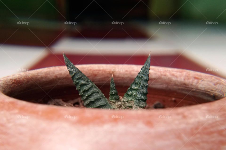 cactus