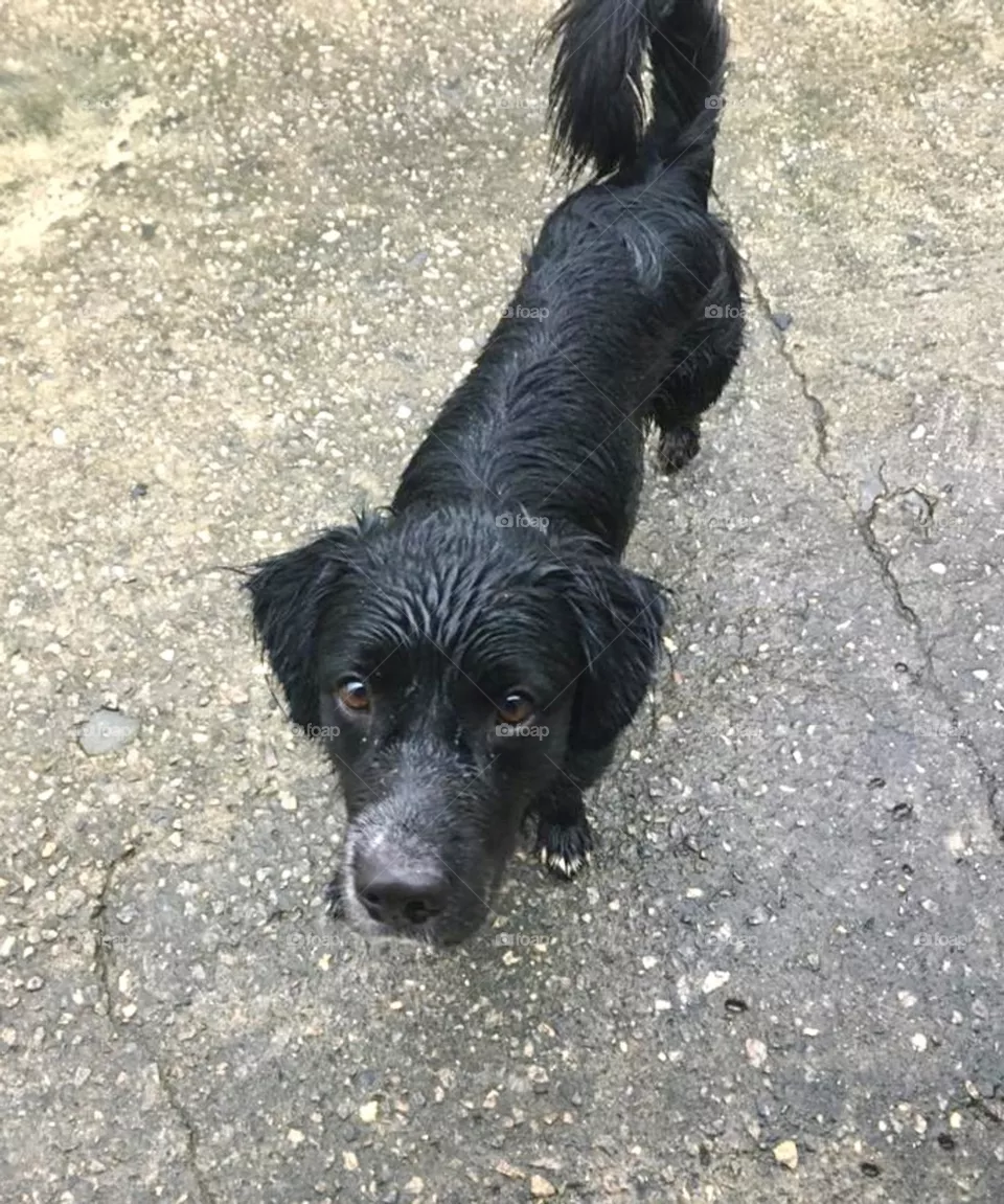 black dog