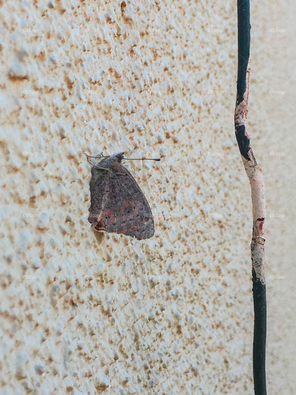 Moth on a stucco wall