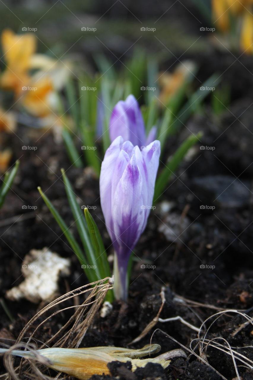 first spring flowers