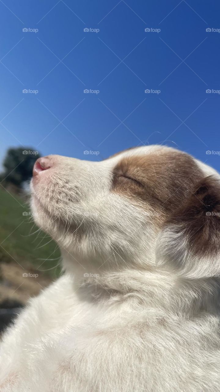 Ohh my puppy’s nap!! So adorable!! He is the cutest living thing I’ve met ever in my life!! Love dogs!!😍