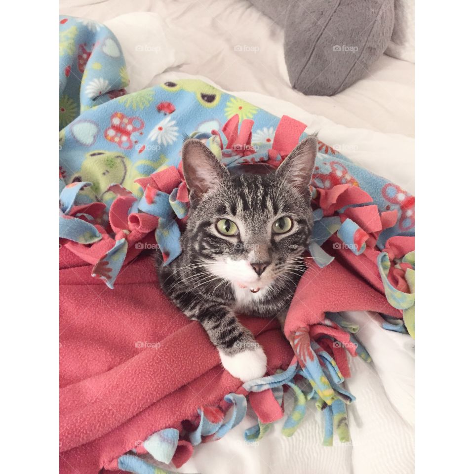 Cat in Blanket