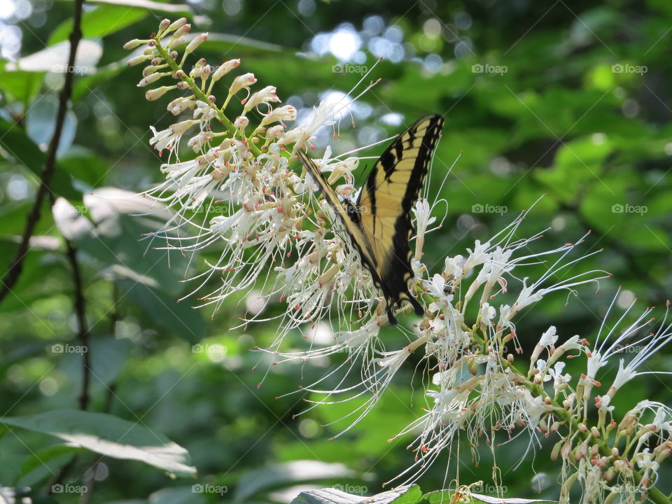 Closeup butterfly and flowers at the Smithsonian National Zoological Park