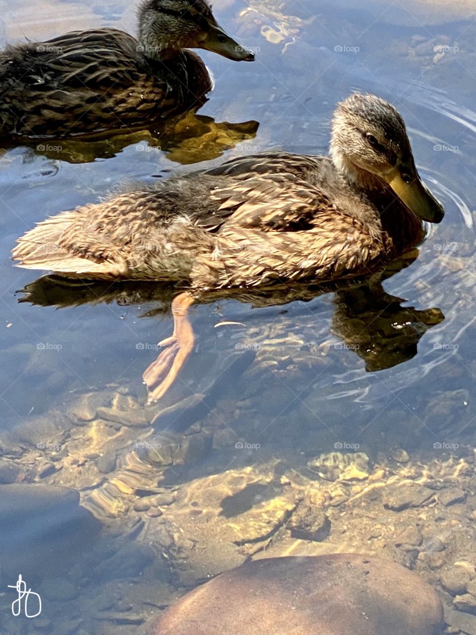 Sweet duck in the warm sun. Thing I love.
