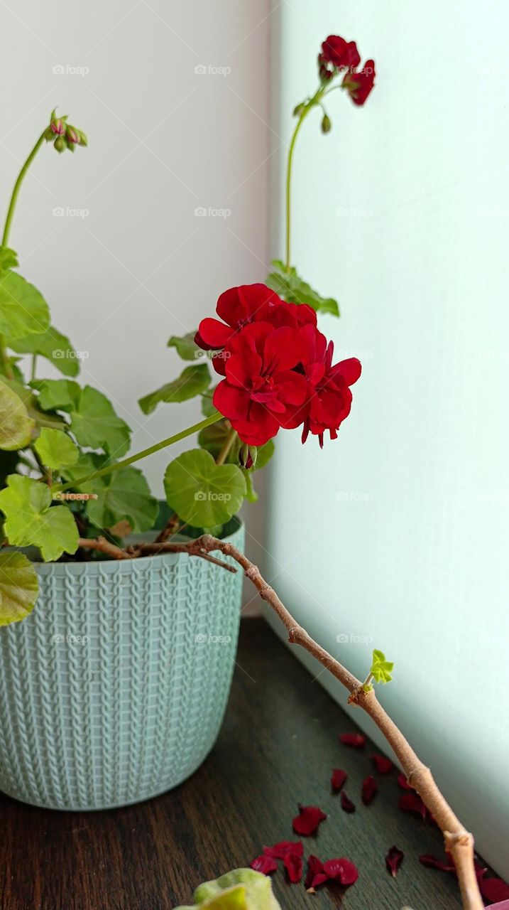 red flower in a green pot.