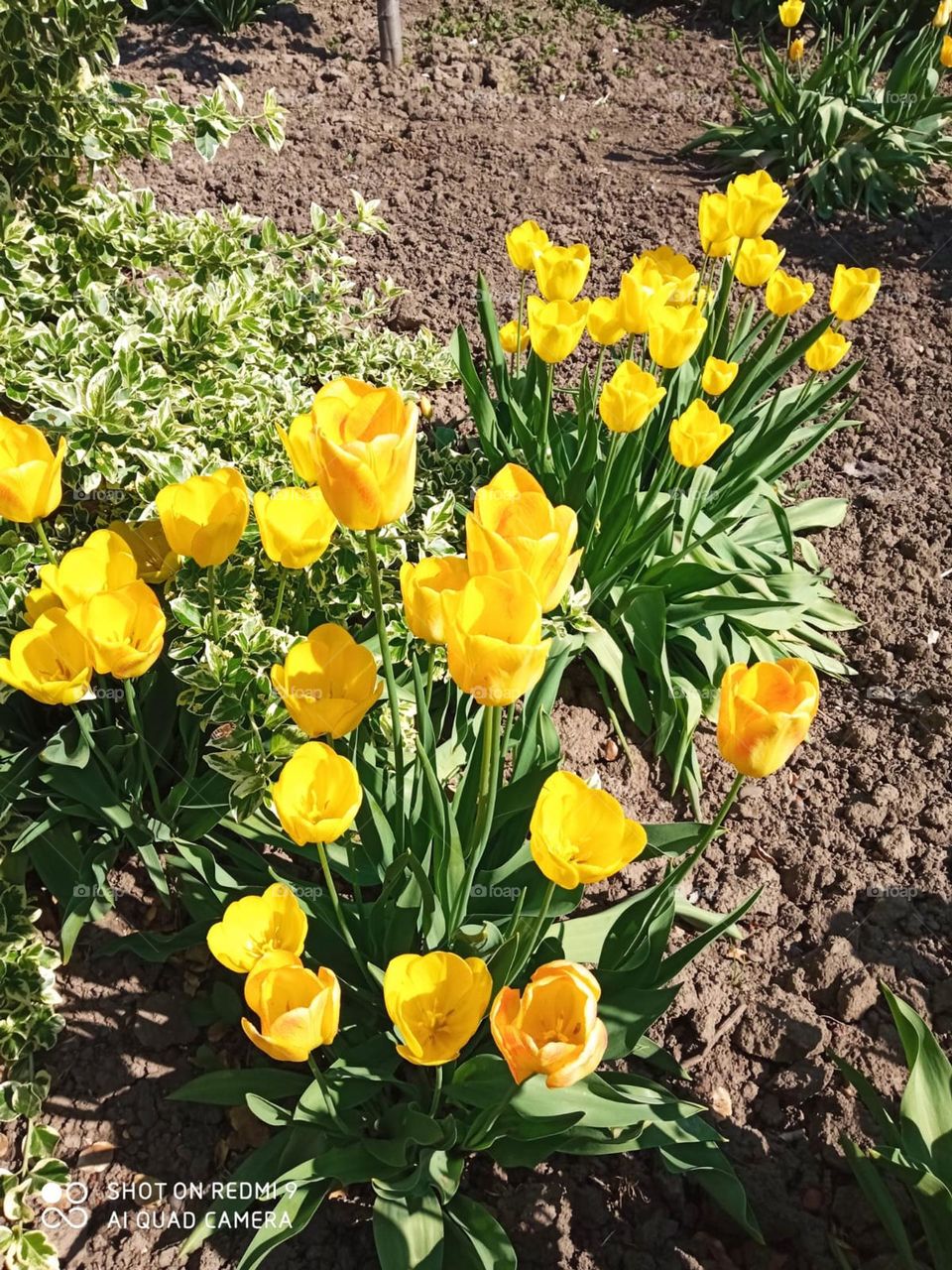 Yellow tulips