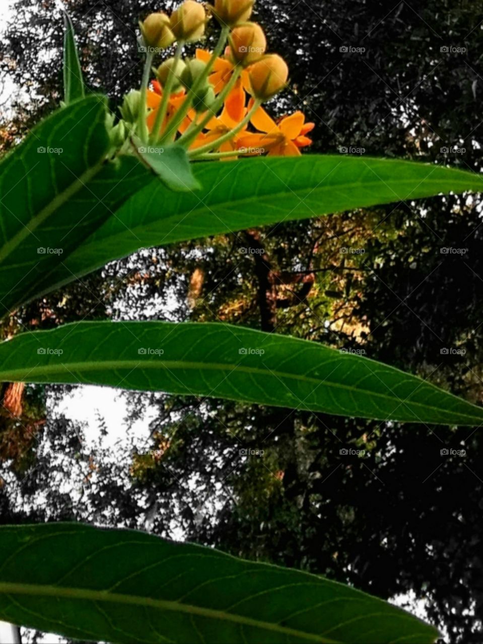 oak trees seen between the green leaves and yellow and orange flowers glorious mother nature