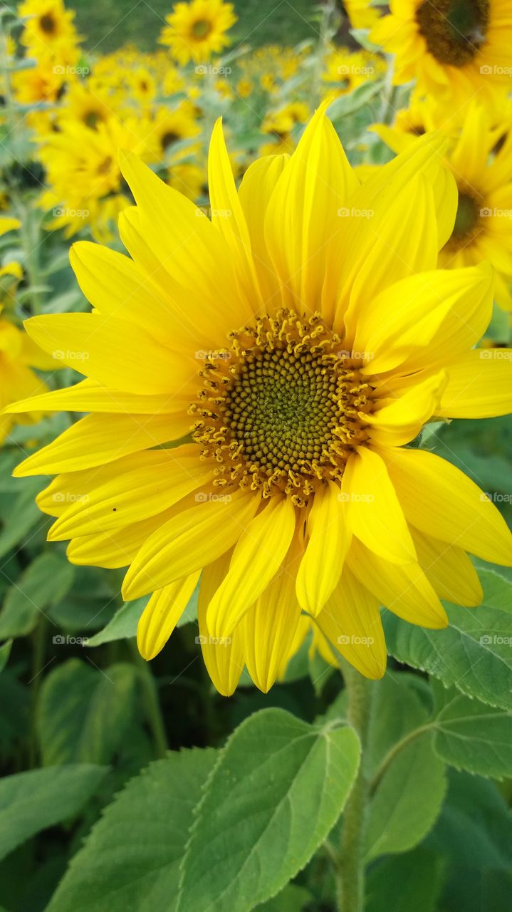 sunflower afternoon light