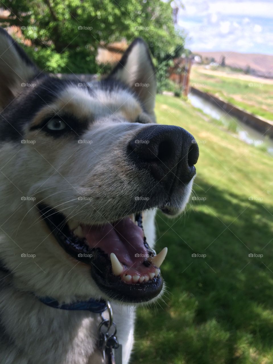 No one can say "no" to my mug