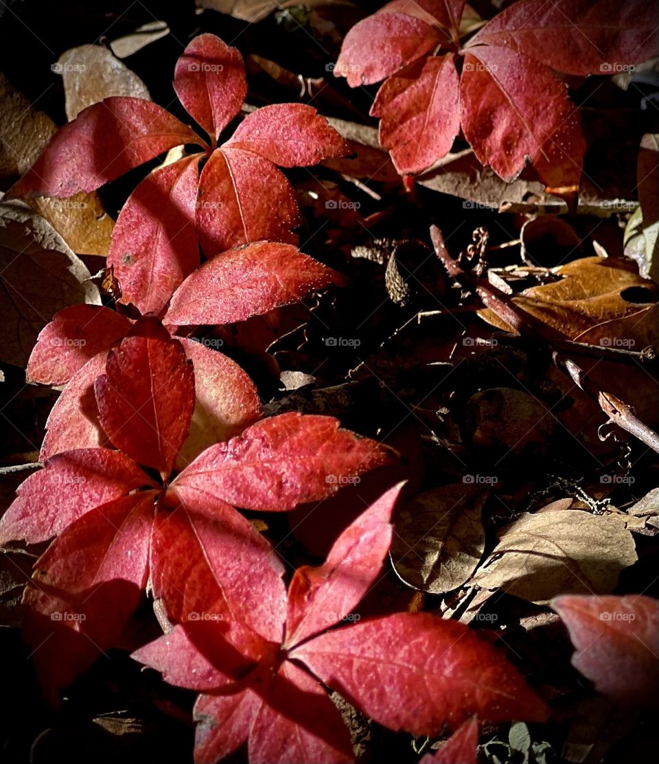 Autumn colors. Closeup of the red creeper vine, deep in the woods with a bit of sun