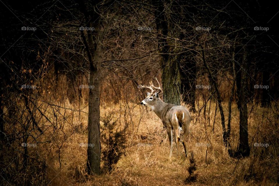 Buck in a Thicket