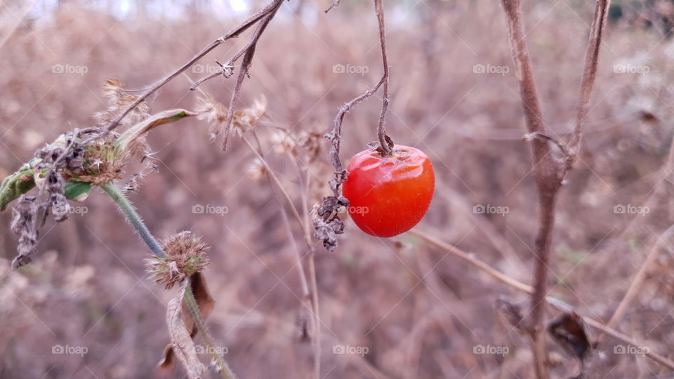 small tomato