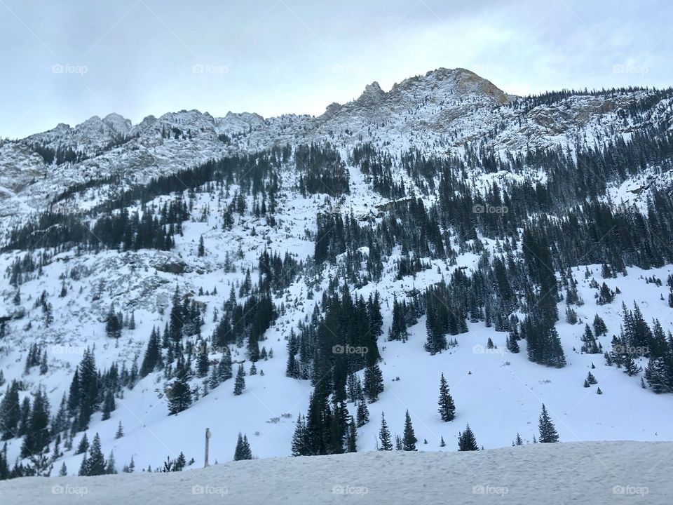 Snow covered mountainside and evergreen trees.