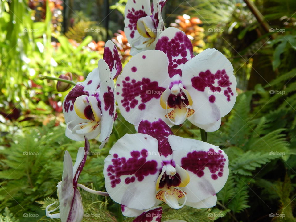 Orchids