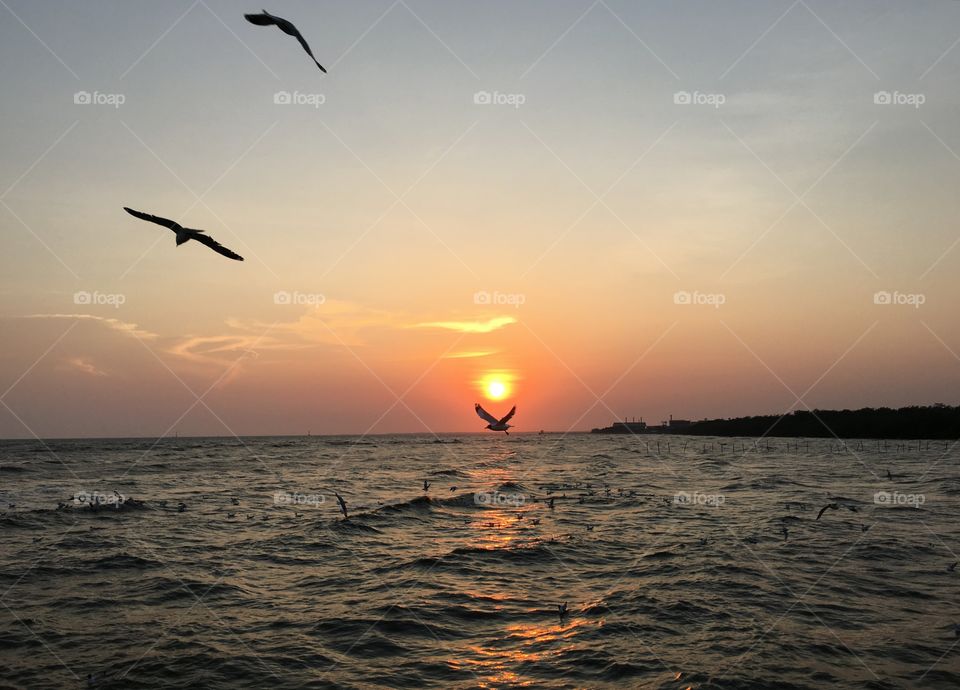 Birds flying over sea