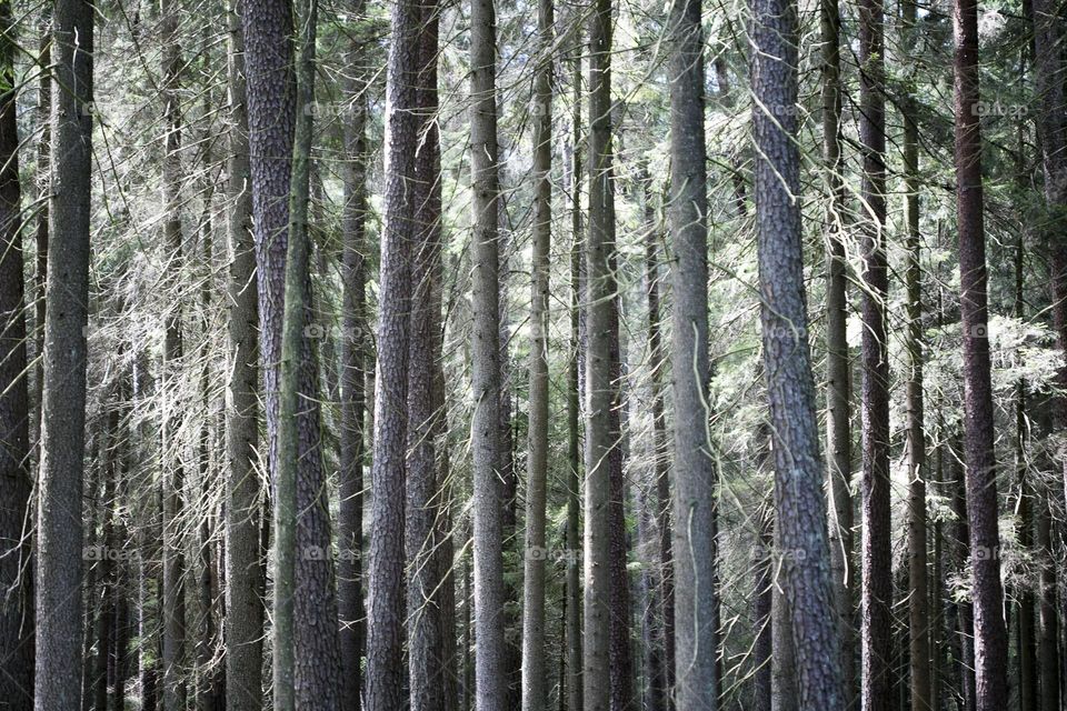 Exploring wild forest in Germany roads without end amazing nature therapy summer mood positive vibes wonderful day hustling daydreaming naturalism adventure time