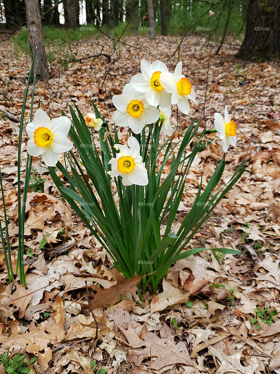 spring daffodils growing wild in the woods