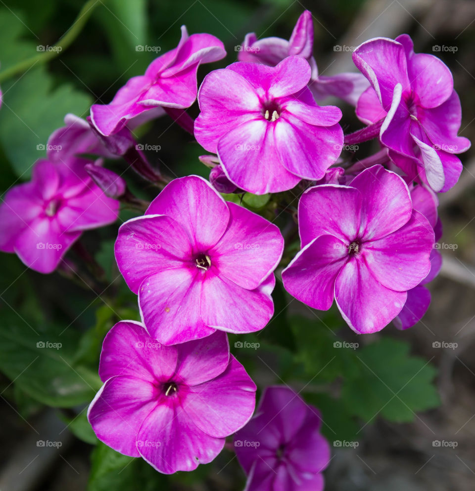 A bouquet of purple flowers