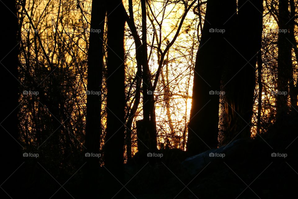 forest sunrise in winter