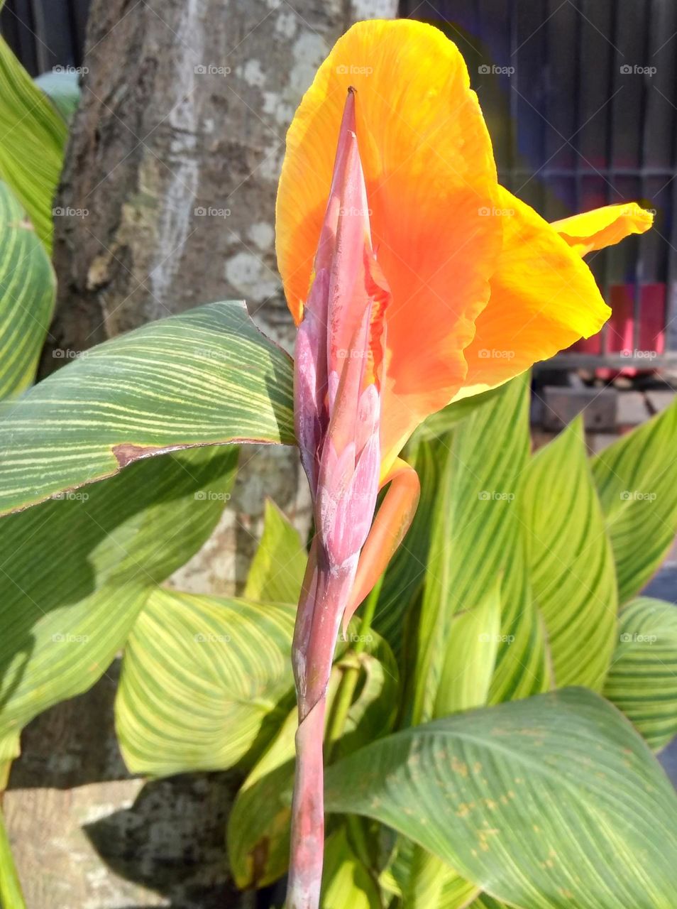 Orange flower on the park