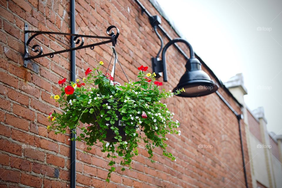 hanging flowerpots against a brick wall