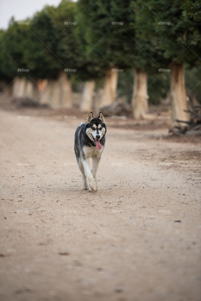 View of a siberian husky walking on road